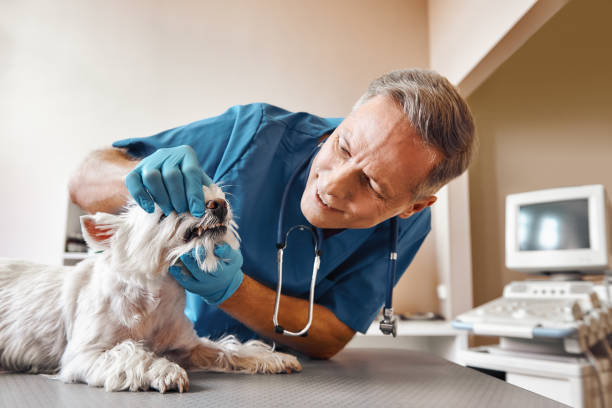 Best After-Hours Dental Trauma Care in Salem Heights, OH